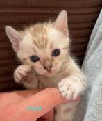 2 lieve snow bengaal kittens, Dieren en Toebehoren, Meerdere dieren, Ontwormd, 0 tot 2 jaar