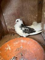 Sierduiven en 2 kleintjes, Dieren en Toebehoren, Vogels | Duiven, Meerdere dieren, Overige soorten