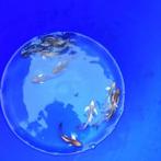 Ghost butterfly KOI 9-12 CM   €12.00, Dieren en Toebehoren, Vissen | Vijvervissen, Karper of Koi