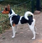 Boerenfox reu - Gezond & Sociaal - Klaar voor een date!, Rabiës (hondsdolheid), Reu, Eén hond, 3 tot 5 jaar