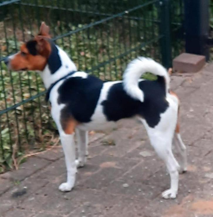 Ter dekking: Prachtige driekleurige en ervaren Boerenfox reu, Dieren en Toebehoren, Honden | Dekreuen, Reu, Particulier, Eén hond