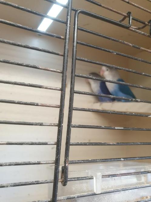 Agapornis ficheri koppel  !!!, Dieren en Toebehoren, Vogels | Parkieten en Papegaaien, Dwergpapegaai of Agapornis, Meerdere dieren