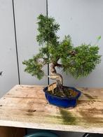 Bonsai juniperus, Bloeit niet, Overige soorten, Minder dan 100 cm, Ophalen