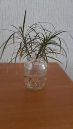 Gewortelde stekjes - klaar om te planten! 3 stuks, Groene kamerplant, Ophalen, Overige soorten, Halfschaduw