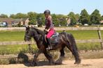 Verzorg(st)ers gezocht voor lieve paarden & pony’s!, Dieren en Toebehoren, Ophalen, Nieuw
