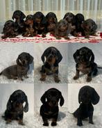 Korthaar dwerg teckel pups, Dieren en Toebehoren, Overige rassen, CDV (hondenziekte), 8 tot 15 weken, Meerdere