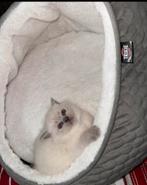 Britse korthaar kitten (Blue point), Dieren en Toebehoren, Katten en Kittens | Raskatten | Langhaar, Poes, Ontwormd