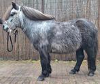 Super lieve shetlander, Dieren en Toebehoren, Ruin, A pony (tot 1.17m), Gechipt, 3 tot 6 jaar