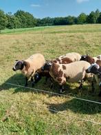 Bonte stamboek rammen zwoegervrij ARR/ARR  blindfactorvrij, Dieren en Toebehoren, Mannelijk, Schaap