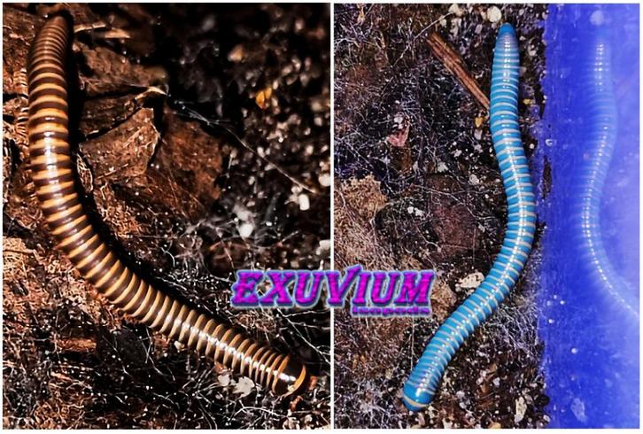 Benoitolus siamensis miljoenpoten / millipedes, Dieren en Toebehoren, Insecten en Spinnen, Overige soorten