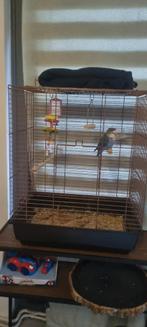 Agapornis met kooi !, Mannelijk, Tropenvogel, Tam