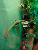 Phelsuma Madagaskar Daggekko's, Dieren en Toebehoren, Reptielen en Amfibieën, Amfibie, 0 tot 2 jaar