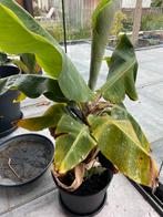 Bananenplant in pot, Tuin en Terras, Planten | Tuinplanten, Volle zon, Vaste plant, Ophalen of Verzenden, Bloeit niet