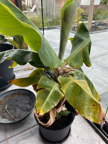 Bananenplant in pot beschikbaar voor biedingen