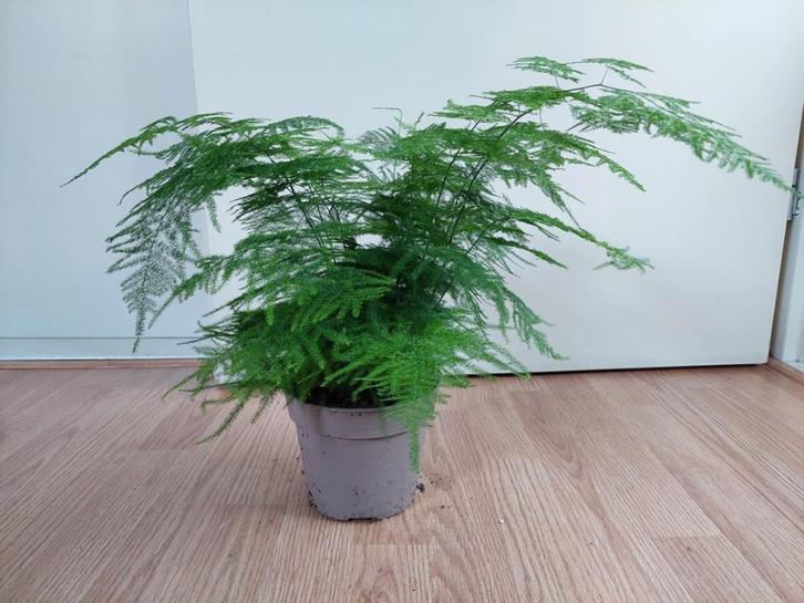 Asparagus Setaceus - Sierasperge H: 45 cm., Huis en Inrichting, Kamerplanten, Overige soorten, Minder dan 100 cm, Groene kamerplant