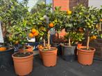 Olijfbomen palmbomen citrusbomen mediterrane bomen, Tuin en Terras, Planten | Bomen, 100 tot 250 cm, Olijfboom, Zomer, Ophalen