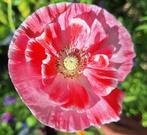 Papaver rhoeas 'Shirley Double' zaden, Ophalen of Verzenden, Volle zon