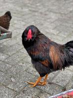 Gezocht goed adres voor jonge Haan/ Hanen, Dieren en Toebehoren, Mannelijk, Kip