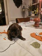 Shihi tzu, Rabiës (hondsdolheid), Overige rassen, 8 tot 15 weken, Meerdere