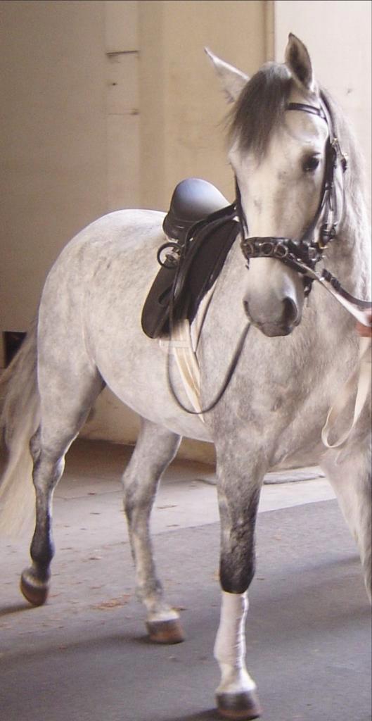 Bijrijder gezocht voor leergierig en werkwillig paard, Dieren en Toebehoren, Paarden en Pony's | Verzorgingsproducten, Ophalen