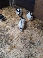 leuke konijnen, Dieren en Toebehoren, Konijnen, Meerdere dieren, Middelgroot, 0 tot 2 jaar