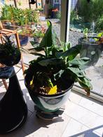 Masa acuminata Colla meerdere Babybanaan in pot, Ophalen, 100 tot 150 cm, Overige soorten, Halfschaduw