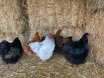 Mooie orpingston, Dieren en Toebehoren, Vrouwelijk, Kip
