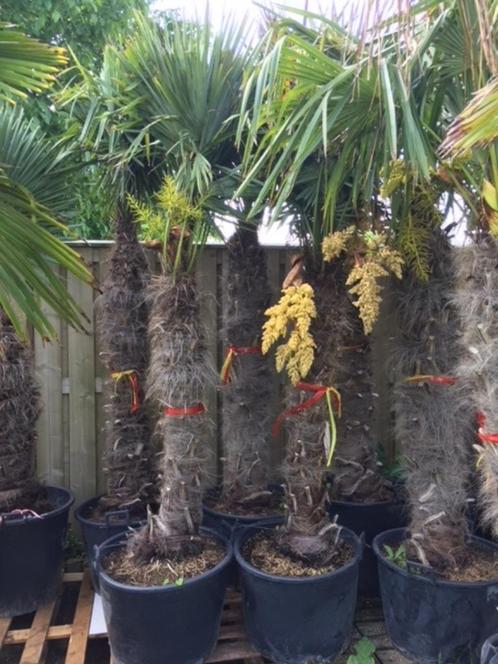 AANBIEDING : OLIJFBOMEN, PALMEN & MEDITERRANE BOMEN & PLANTE, Tuin en Terras, Planten | Bomen, Palmboom, 100 tot 250 cm, Halfschaduw
