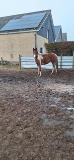 Meerder pony's met kleur te koop, Meerdere dieren, D pony (1.37m tot 1.48m), 0 tot 2 jaar