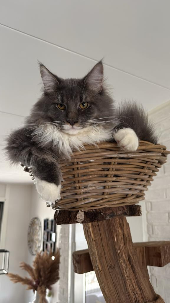 Drie prachtige jonge katten zoeken een nieuw, liefdevol huis, Dieren en Toebehoren, Katten en Kittens | Overige Katten, Langharig