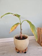 Musa Balbisiana bananenplant exclusief pot, Overige soorten, Minder dan 100 cm, Halfschaduw, Ophalen