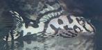Hypancistrus sp. L333 Grade A, Vis