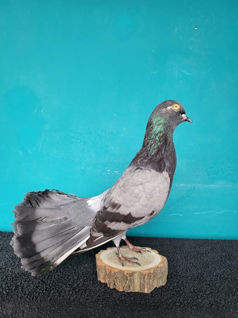 Een pragtiche opgezette duif!Nr 2, Ophalen of Verzenden, Nieuw, Vogel, Opgezet dier