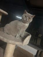 Britse korthaar, Dieren en Toebehoren, Katten en Kittens | Overige Katten, Poes, Kortharig, 0 tot 2 jaar