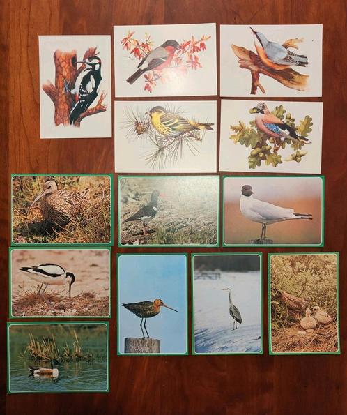Vogel ansichtkaarten - Nederlandse vogels - 'Frits Gommers', Verzamelen, Ansichtkaarten | Dieren, Ongelopen, 1980 tot heden, Vogel