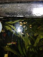 Guppies te koop, Ophalen of Verzenden, Overige typen