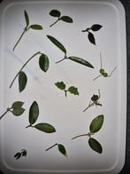 Hoya pakket 13x voor €15!, Ophalen of Verzenden, Halfschaduw, Minder dan 100 cm