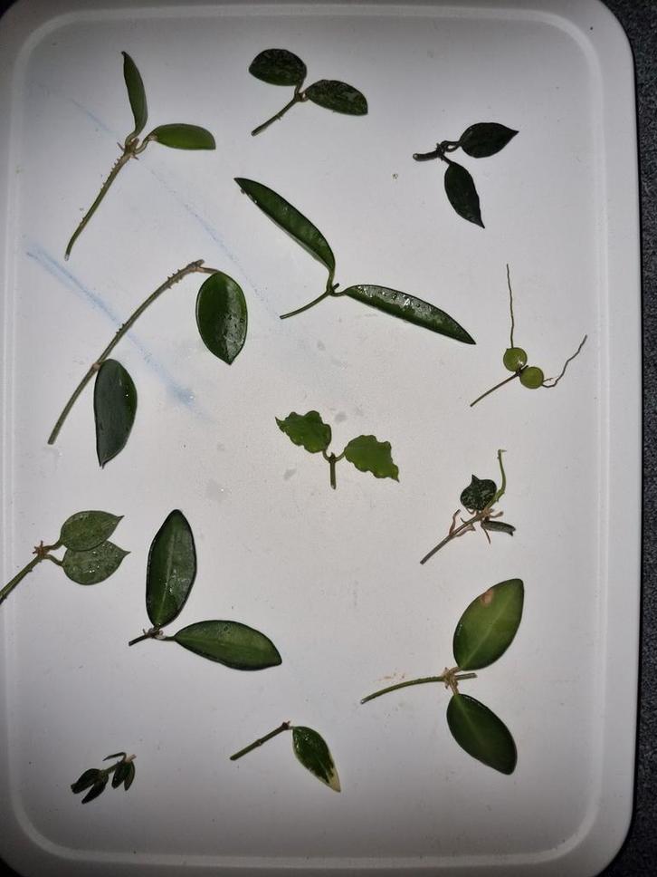 Hoya pakket 13x voor €15!, Huis en Inrichting, Kamerplanten, Minder dan 100 cm, Halfschaduw, Ophalen of Verzenden