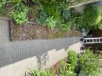 22  vierkantemeter sedum inclusief lava steentjes en grof gr, Vaste plant, Halfschaduw, Zomer, Ophalen