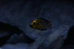 Altolamprologus Gold Head Full Golden Kweekgroep, Dieren en Toebehoren, Vis
