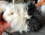 Lunkarya cavia beer, Dieren en Toebehoren, Cavia, Mannelijk, Januari, Tam