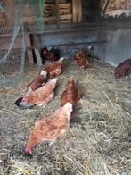 5 bruine Lohmann en 2 Witte Leghorns, Vrouwelijk, Kip