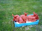 Te koop konijnen Rode Nieuw Zeelander, Dieren en Toebehoren, Konijnen, Vrouwelijk, Middelgroot, 0 tot 2 jaar