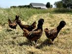 Kuifhoenders (Padua)verschillende kleuren, gesekst + ingeënt, Dieren en Toebehoren, Pluimvee, Vrouwelijk, Kip