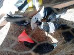 Friese pel kip / Fries hoen, Dieren en Toebehoren, Pluimvee, Vrouwelijk, Kip