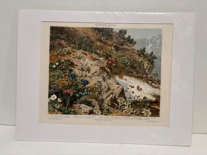 Kleurrijke Prent Alpenplanten, Antiek en Kunst, Antiek | Schoolplaten, Natuur en Biologie, Ophalen