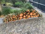 Haardhout, Tuin en Terras, Haardhout, Ophalen of Verzenden