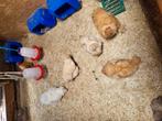 Broedeieren zijdehoender, Dieren en Toebehoren, Pluimvee