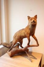 Taxidermie opgezette vos op boomstam, Ophalen, Gebruikt, Wild dier, Opgezet dier