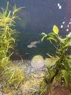 Endler gupp vrouw, Dieren en Toebehoren, Vissen | Aquariumvissen, Vis